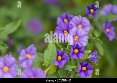 LYCIANTHES RANTONNETII Stockfoto