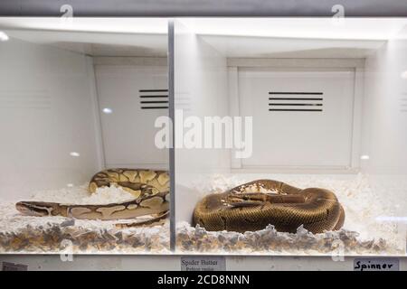 Zwei Kugelpythons (Python regius), auch Königspython in Gefangenschaft genannt Stockfoto
