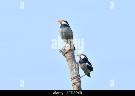 Ein Paar Sternvogel sitzt auf EINEM Baum Stockfoto