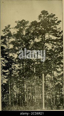 . Holzbäume und Wälder von North Carolina . Auf den trockensten Böden jedoch wächst das Eschortblatt schließlich über dem Löbchenblatt hinaus und herrscht vor. Viel vondieser Kiefer ist von gutem Stand und hat hohe und gerade Körper frei von Gliedmaßen, und dies ist mehr wahr von den lieblichen Kiefernhainen als von denen des kurzen Blattes; aber viel mehr von ihr ist durch wiederholte Feuer verdünnt worden und ist fähig, nur wenig Holz außer Brennstoff zu geben. Der Boden ist in der Regel mit einem dicken Sod ofbeom-Gras bedeckt. Nur wenige Laubbäume erscheinen spontan unter diesen Kiefern; diejenigen, die tatsächlich vorkommen, sind hauptsächlich Pfosten-Eiche, weißer Hickor Stockfoto