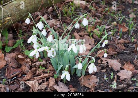 GALANTHUS ELWESII HIEMALIS GRUPPE 'SYBIL STERN' Stockfoto