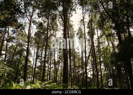 Sonnenlicht durch Baumkronen, Scots Pine Trees, Surrey Hills, Surrey, England, Großbritannien, August 2020 Stockfoto