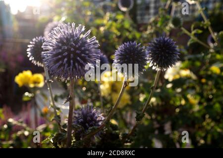 'Veitch's Blue' (Echinops ritro) kleine Kugeldistel Stockfoto