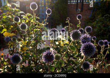 'Veitch's Blue' (Echinops ritro) kleine Kugeldistel Stockfoto