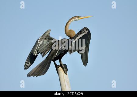Oriental Darter Bird sitzt auf EINEM Pole Stockfoto
