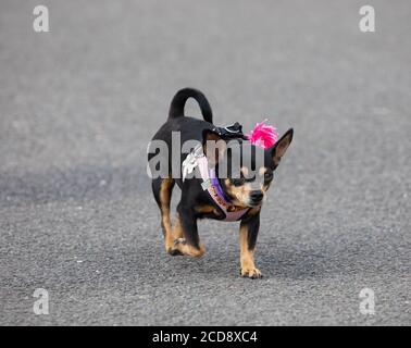 Ein kleiner Chihuahua mit einer rosa Blume auf dem Geschirr für einen Spaziergang in Brighton, East Sussex, Großbritannien Stockfoto