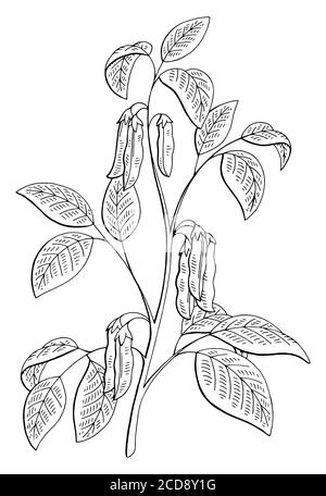 Sojabohnen Pflanze Grafik schwarz weiß isoliert Skizze Illustration Vektor Stock Vektor