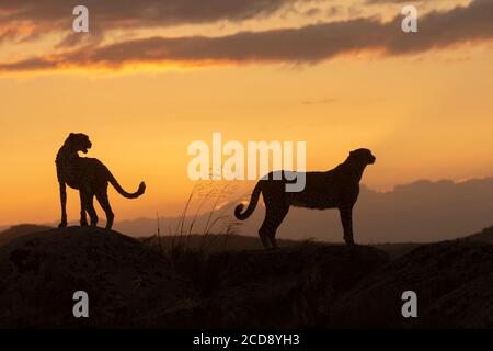 Gepard (Acinonyx jubatus), tritt in Afrika, zwei Erwachsene bei Sonnenuntergang, Captive Stockfoto