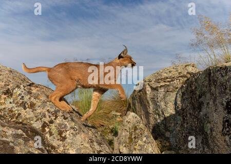 Caracal (Caracal caracal) , kommt in Afrika und Asien, Adult Animal, Männlich, Springen, Laufen, Gefangener Stockfoto