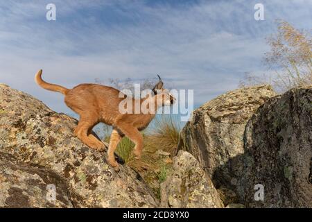 Caracal (Caracal caracal) , kommt in Afrika und Asien, Adult Animal, Männlich, Springen, Laufen, Gefangener Stockfoto