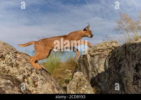 Caracal (Caracal caracal) , kommt in Afrika und Asien, Adult Animal, Männlich, Springen, Laufen, Gefangener Stockfoto