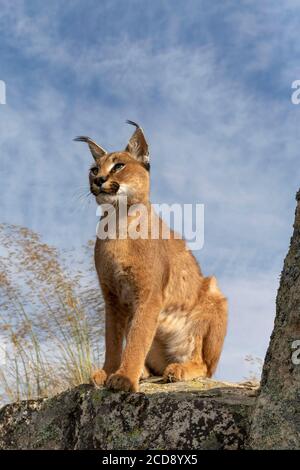 Caracal (Caracal caracal) , kommt in Afrika und Asien, Adult Animal, Männlich, Springen, Laufen, Gefangener Stockfoto