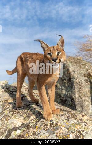 Caracal (Caracal caracal) , kommt in Afrika und Asien, Adult Animal, Männlich, Springen, Laufen, Gefangener Stockfoto