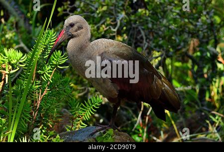 Südwestkap, Kapstadt, Kirstenbosch, Botanischer Garten, Hadeda Ibis (Bostrychia hagedash) Stockfoto
