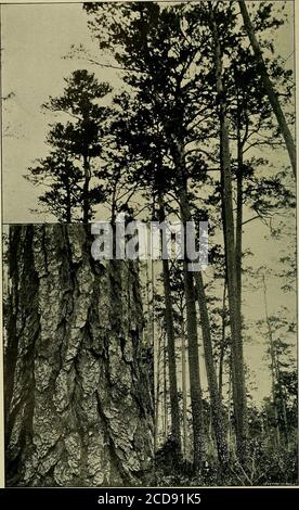 . Holzbäume und Wälder von North Carolina . J. C. GEOLOGICAL STJEVBY. BUI.LF.TTN B. PLATB! XV. EINE GRUPPE VON LOBLOLLY KIEFERN LOBLOLLY KIEFER. NORTH CAROLINA PINE. 12& nsefnl Holz der Vereinigten Staaten. Seine drohende Erschöpfung ist daher eine ernste Angelegenheit. Pinus taeda, Linn^uns. (Loblolly Kiefer, alte Feld Kiefer. Kurzblättrige Kiefer. SUMPFKIEFER..SLASH KIEFER. ROSMARINKIEFER. NORTH CAROLINA PINE.) Ein großer und wertvoller Baum, mit einem langen, klaren Stamm, einer großen Ovoidkrone und einer rötlich-braunen Rinde, die in fiat-rechteckige Platten unterteilt ist und eine Höhe von 150 und einen Durchmesser von 5 Fuß erreicht. (Platte XY.) • Es kommt von Stockfoto
