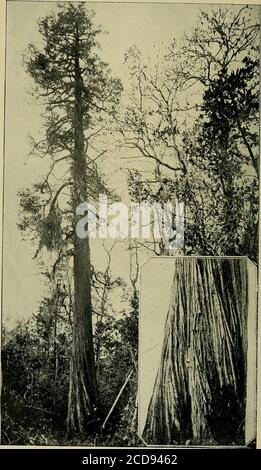 . Holzbäume und Wälder von North Carolina. Wald, oder mitder weißen Bucht, oder in kleinen Klumpen, in Zypressen und Gummisumpf verstreut. Der Wacholder trägt fast jedes Jahr sehr reichlich Samen.Sälinge sind in der Nähe der Stammbäume häufig, sterben aber meist unter tiefem Schatten. Feuer ist sehr zerstörerisch für Bäume aller Altersgruppen, undumfangreiche Bereiche von wertvollem Holz verbrannt worden, vor allem in den trostlosen Sumpf. In vielen Sümpfen liegen große Mengen von Fallentränen, die für Holz erleuchtet sind, in verschiedenen Tiefen begraben. Die Blätter sind sehr klein, eiförmig, aklenförmig und in 4 Reihen eng zugespitzt. Der ma Stockfoto