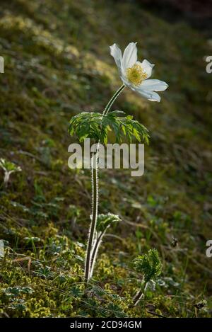 Frankreich, Hautes Alpes, Massiv der Oisans, Ecrins Nationalpark, Vallouise, Wanderung zur Pointe des Tetes, Alpenflora, Pulsatil der Alpen Stockfoto