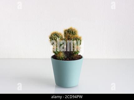 Zwei verschiedene Kaktus Zimmerpflanzen in blauen Blumentöpfen auf dem Tisch. Weißer Hintergrund. Stockfoto