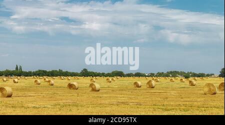 Haystacks of dry hay on the field in  sunny day. Rural landscape with sky background. Golden harvest of wheat. Selective focus, copy space Stockfoto