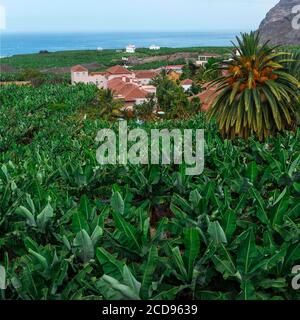 Spanien, Kanarische Inseln, La Palma, Blick auf ein Luxushotel inmitten einer Bananenplantage am Meer Stockfoto