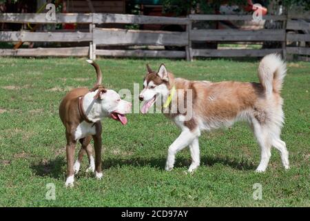 Niedlicher Pit Bull Terrier Welpe und sibirischer Husky Welpe stehen auf einem grünen Gras im Sommerpark. Haustiere. Reinrassig. Stockfoto