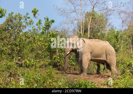 Laos, Provinz Sayaboury, Elefantenschutzzentrum, Elefant Stockfoto