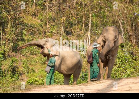 Laos, Provinz Sayaboury, Elephant Conservation Centre, Elefanten und ihre Mahouts Stockfoto