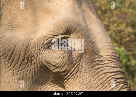 Laos, Provinz Sayaboury, Elefantenschutzzentrum, Elefant Stockfoto