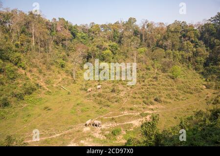 Laos, Provinz Sayaboury, Elefantenschutzzentrum, Sozialisierungsraum für Elefanten Stockfoto