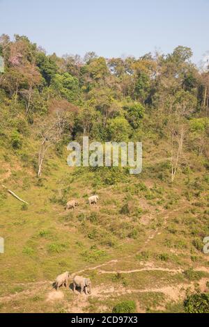 Laos, Provinz Sayaboury, Elefantenschutzzentrum, Sozialisierungsraum für Elefanten Stockfoto