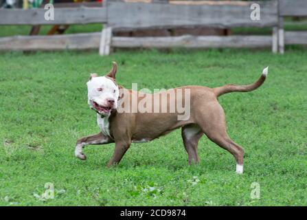 Cute american Pit Bull Terrier Welpe ist auf einem grünen Gras im Sommer Park zu Fuß. Haustiere. Reinrassig. Stockfoto