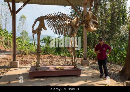 Laos, Provinz Sayaboury, Elefantenschutzzentrum, Elefantenskelett Stockfoto