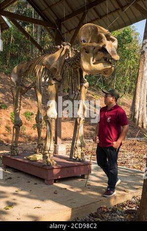 Laos, Provinz Sayaboury, Elefantenschutzzentrum, Elefantenskelett Stockfoto