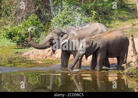 Laos, Sayaboury Provinz, Elefantenschutzzentrum, Elefanten baden Stockfoto