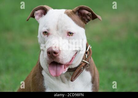 Portrait von niedlichen amerikanischen Pit Bull Terrier Welpen aus nächster Nähe. Haustiere. Reinrassig. Stockfoto