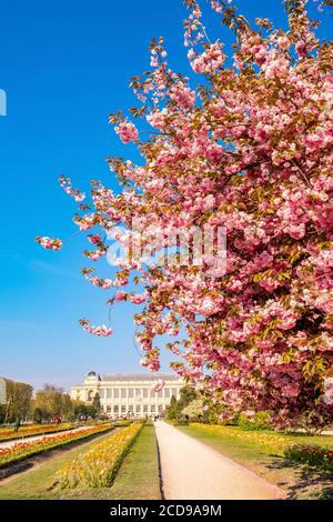 Frankreich, Paris, der Jardin des Plantes mit einer japanischen Kirschblüte (Prunus serrulata) und die Grand Galerie des Naturhistorischen Museums im Vordergrund Stockfoto