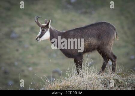 Frankreich, Jura, Jura-Massiv, regionaler Naturpark, Fauna, Gämsen auf dem Gipfel des Dole Stockfoto