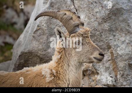 Frankreich, Haute Savoie, Bargy-Massiv, alpine Tierwelt, junger Steinbock im Balafrasse-Tal Stockfoto