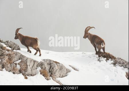 Frankreich, Haute Savoie, Bargy-Massiv, alpine Wildfauna, alte Steinböcke, die während der Brunftzeit gegeneinander antreten Stockfoto