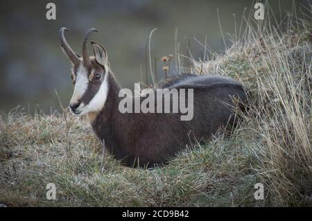 Frankreich, Jura, Jura-Massiv, regionaler Naturpark, Fauna, Gämsen auf dem Gipfel des Dole Stockfoto