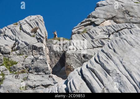 Frankreich, Haute Savoie, Bargy-Massiv, alpine Tierwelt, junge Steinböcke oder Ziege im Balafrasse-Tal Stockfoto