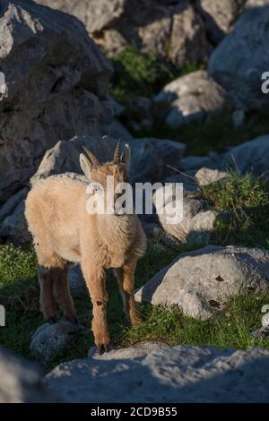 Frankreich, Haute Savoie, Bargy-Massiv, alpine Tierwelt, junge Steinböcke oder Ziege im Balafrasse-Tal Stockfoto