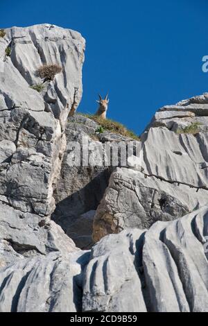 Frankreich, Haute Savoie, Bargy-Massiv, alpine Tierwelt, junge Steinböcke oder Ziege im Balafrasse-Tal Stockfoto