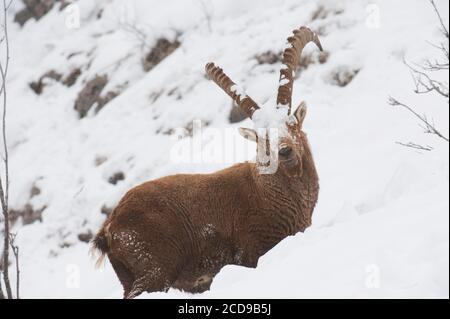 Frankreich, Haute Savoie, Bargy-Massiv, alpine Wildfauna, alte Steinböcke, die während der Brunftzeit gegeneinander antreten Stockfoto