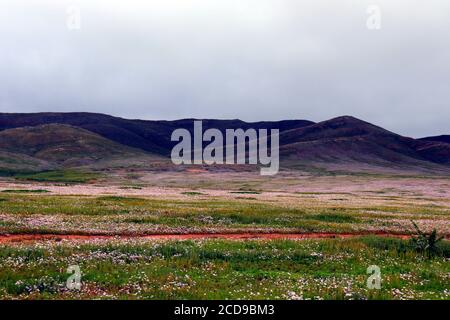 Mongolei Steppenlandschaft und Berge unter schöner Wolke Stockfoto