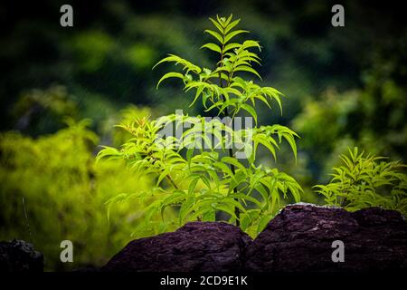 Kleine grüne schöne Leben wächst zwischen den Felsen. Natur findet seinen Weg zurück. 'Natur' kann sich auf die Phänomene der physischen Welt. Stockfoto