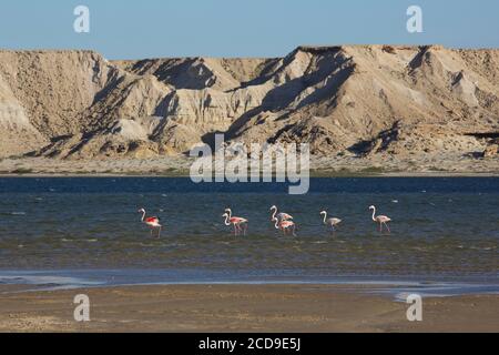 Marokko, Westsahara, Dakhla, rosa Flamingos auf der Lagune mit den Wüstenbergen im Hintergrund Stockfoto