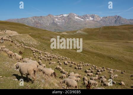 Frankreich, Hautes-Alpes (05), la grave, Schafherde auf der Emparis-Hochebene und dem Gipfel des Mas de la grave Stockfoto