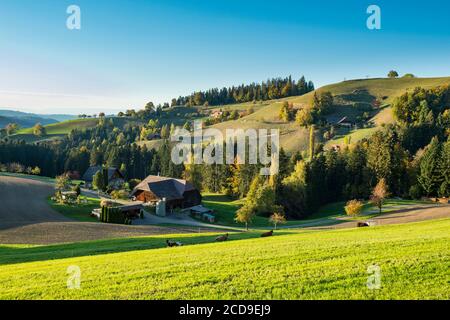 Schweiz, Kanton Bern, Emmetal, steile Hügellandschaft, typisch für die Emmentaler Region, übersät mit traditionellen Holzbauernhöfen bei Eggiwil Stockfoto