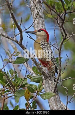 Westindischer Specht (Melanerpes superciliaris superciliaris) erwachsener Rüde auf dem Zweig Cayo Coco, Kuba März Stockfoto